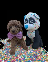 Britney Spears 💜, a female Poodle - Toy  for sale in Meta, MO – Photo 5 of 10