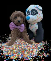 Britney Spears 💜, a female Poodle - Toy  for sale in Meta, MO – Photo 9 of 10