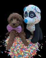 Britney Spears 💜, a female Poodle - Toy  for sale in Meta, MO – Photo 4 of 10