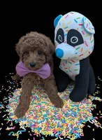 Britney Spears 💜, a female Poodle - Toy  for sale in Meta, MO – Photo 10 of 10