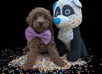 Britney Spears 💜, a female Poodle - Toy  for sale in Meta, MO – Photo 3 of 10