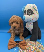 Justin Timberlake 🤎, a male Poodle - Toy  for sale in Meta, MO – Photo 7 of 10