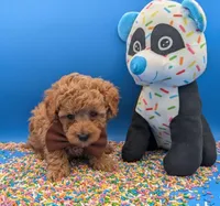 Justin Timberlake 🤎, a male Poodle - Toy  for sale in Meta, MO – Photo 9 of 10