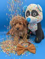 Justin Timberlake 🤎, a male Poodle - Toy  for sale in Meta, MO – Photo 5 of 10