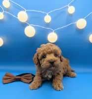 Justin Timberlake 🤎, a male Poodle - Toy  for sale in Meta, MO – Photo 2 of 10