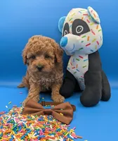 Justin Timberlake 🤎, a male Poodle - Toy  for sale in Meta, MO – Photo 4 of 10