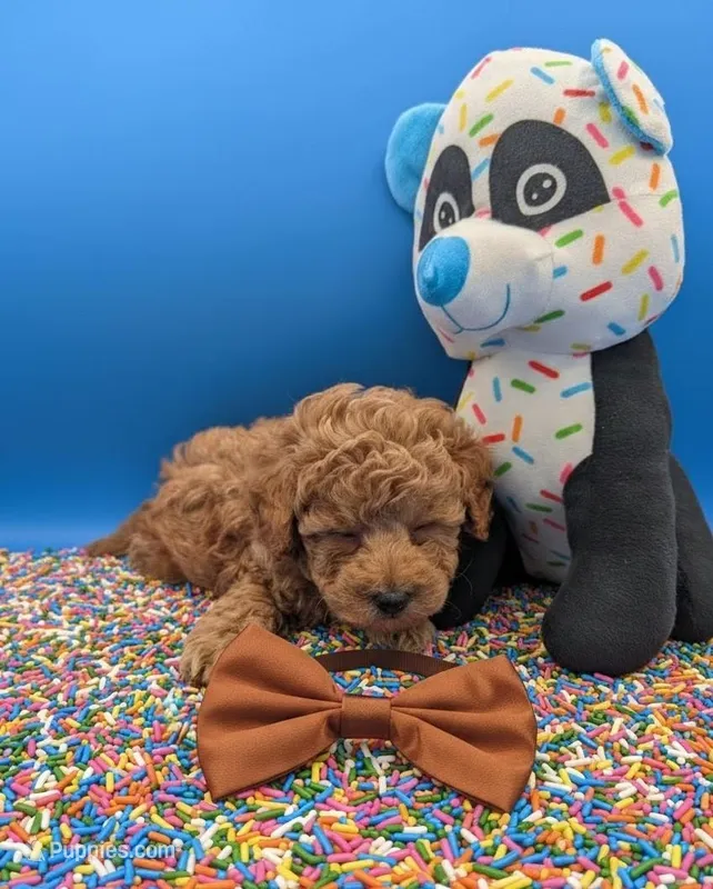 Justin Timberlake 🤎