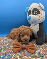 Justin Timberlake 🤎, a male Poodle - Toy  for sale in Meta, MO – Photo 1 of 10