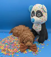 Justin Timberlake 🤎, a male Poodle - Toy  for sale in Meta, MO – Photo 8 of 10