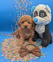 Justin Timberlake 🤎, a male Poodle - Toy  for sale in Meta, MO – Photo 10 of 10