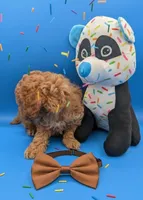 Justin Timberlake 🤎, a male Poodle - Toy  for sale in Meta, MO – Photo 6 of 10