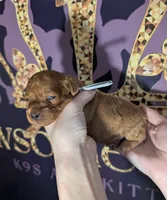 Mohawk 🩶, a male Poodle - Miniature  for sale in Meta, MO – 10 of 10
