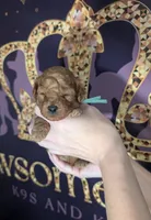 Green 🍏, a male Poodle - Toy  for sale in Meta, MO – 2 of 10