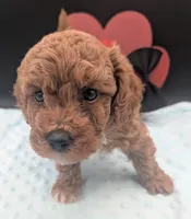 Snoopy 🖤, a male Poodle - Toy  for sale in Meta, MO – 9 of 10