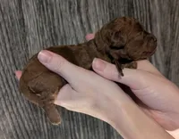 Barney 🤎, a male Poodle - Toy  for sale in Meta, MO – 8 of 10