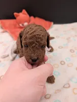 Bo Peep 🩷, a female Poodle - Miniature  for sale in Meta, MO – 6 of 10