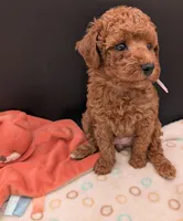 Watermelon 🍉, a female Poodle - Toy  for sale in Meta, MO – 8 of 10
