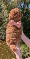 Raspberry 🩷, a female Poodle - Toy  for sale in Meta, MO – 10 of 10