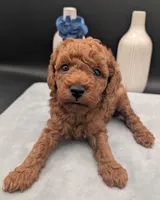 Caleb 🩵, a male Poodle - Miniature  for sale in Meta, MO – 3 of 10