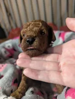 Woody 🤎, a male Poodle - Miniature  for sale in Meta, MO – 4 of 10