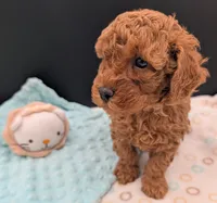 Pompadour 🖤, a male Poodle - Toy  for sale in Meta, MO – 9 of 10