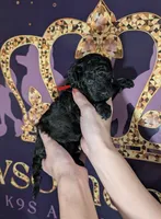 Simba ❤️, a male Poodle - Miniature  for sale in Meta, MO – 9 of 10