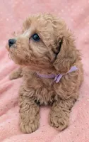 Daphne 💜, a female Poodle - Toy  for sale in Meta, MO – 9 of 10
