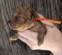 Bamm Bamm 🧡, a male Poodle - Toy  for sale in Meta, MO – 8 of 10