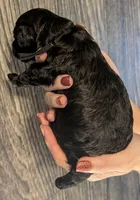 Rafiki 🖤, a male Poodle - Miniature  for sale in Meta, MO – 8 of 10