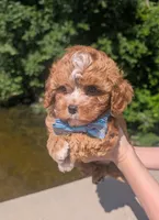 Jaxin 🩵, a male Cavapoo for sale in Meta, MO – 9 of 10