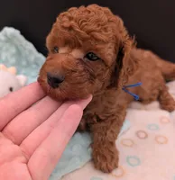 Blueberry 🫐, a male Poodle - Toy  for sale in Meta, MO – 5 of 10