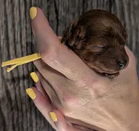 Jessie 💛, a female Poodle - Miniature  for sale in Meta, MO – 2 of 10