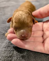 Bamm Bamm 🧡, a male Poodle - Toy  for sale in Meta, MO – 4 of 10