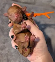 Pumpkin 🧡, a female Poodle - Toy  for sale in Meta, MO – 7 of 10