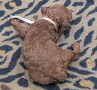 Sophia 🩷, a female Poodle - Miniature  for sale in Meta, MO – 10 of 10