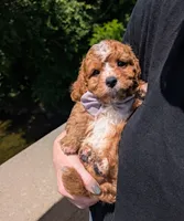 Nathan 🩶, a male Cavapoo for sale in Meta, MO – 2 of 10