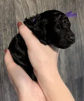 Sarabi 💜, a female Poodle - Miniature  for sale in Meta, MO – 5 of 10