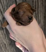 Spike 🤍, a male Poodle - Miniature  for sale in Meta, MO – 3 of 10