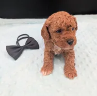Snoopy 🖤, a male Poodle - Miniature  for sale in Meta, MO – 3 of 10