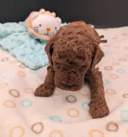 Woody 🤎, a male Poodle - Miniature  for sale in Meta, MO – 8 of 10