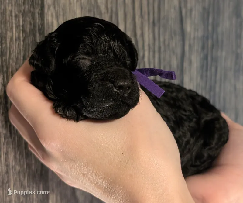 Sarabi 💜 – Poodle - Miniature  puppy for sale in Meta, MO