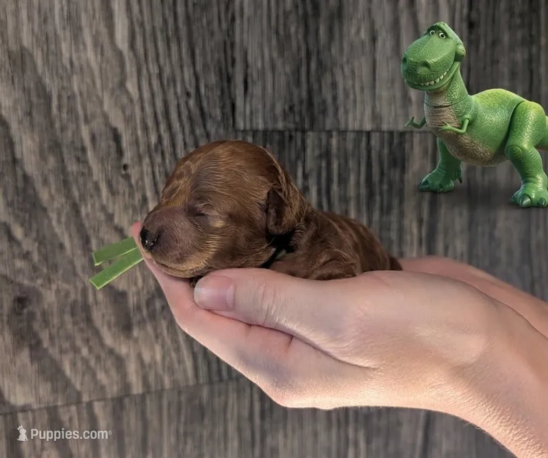 Rex 🦖 – Poodle - Miniature  puppy for sale in Meta, MO