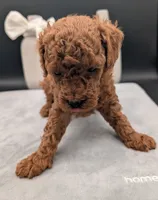 Cal 🤍, a male Poodle - Miniature  for sale in Meta, MO – 9 of 10