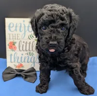 Rafiki 🖤, a male Poodle - Miniature  for sale in Meta, MO – 5 of 10