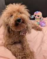 Scarlet Retired AKC Registered , a female Poodle - Miniature  for sale in Meta, MO – 7 of 10