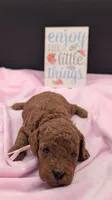 Bo Peep 🩷, a female Poodle - Miniature  for sale in Meta, MO – 8 of 10