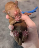 Blueberry 🫐, a male Poodle - Toy  for sale in Meta, MO – 9 of 10