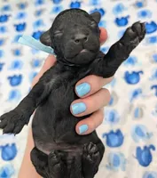 Noah 🩵, a male Poodle - Miniature  for sale in Meta, MO – Photo 3 of 10