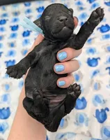 Noah 🩵, a male Poodle - Miniature  for sale in Meta, MO – Photo 7 of 10