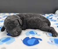 Noah 🩵, a male Poodle - Miniature  for sale in Meta, MO – Photo 10 of 10